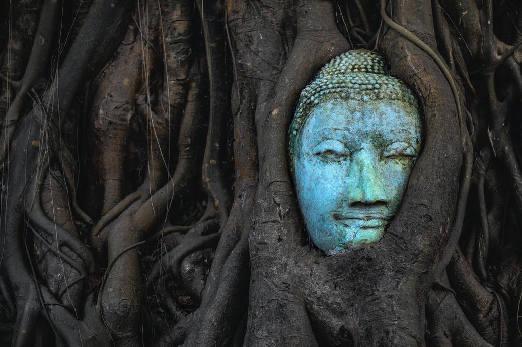 ancient tree with buddha head