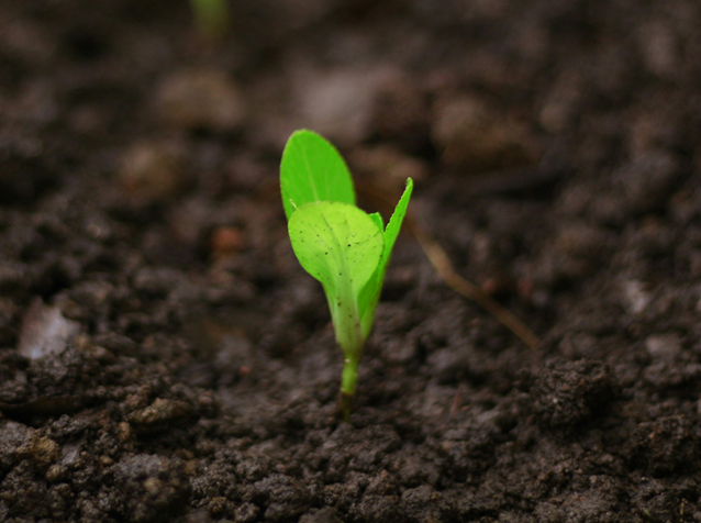 seedling sprouting from dirt