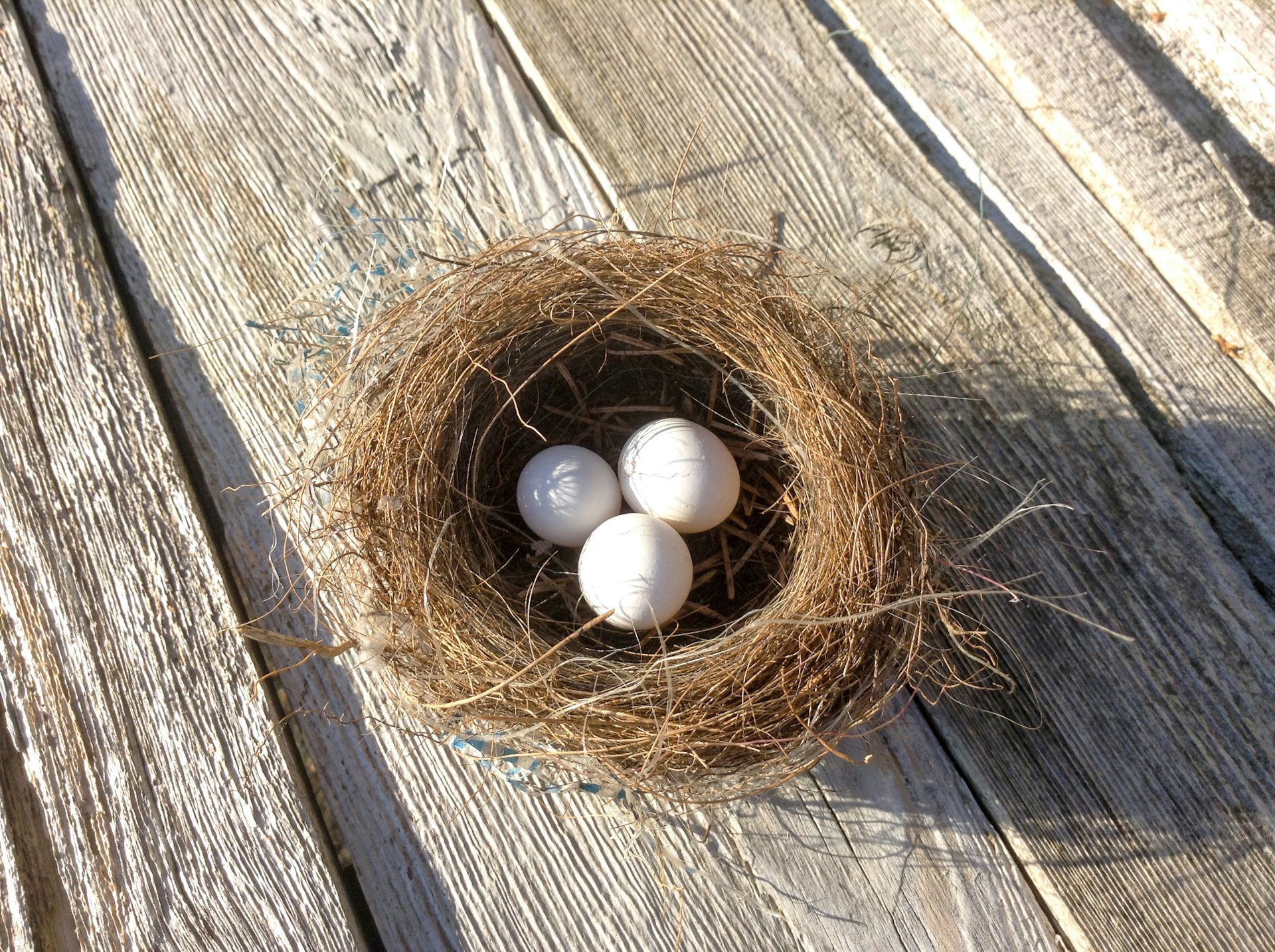 bird nest with eggs